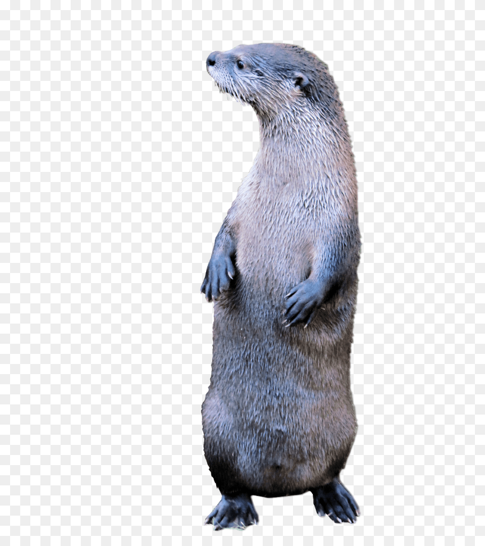 Otter Standing2 Otter, Animal, Mammal, Rat, Rodent Free Transparent Png