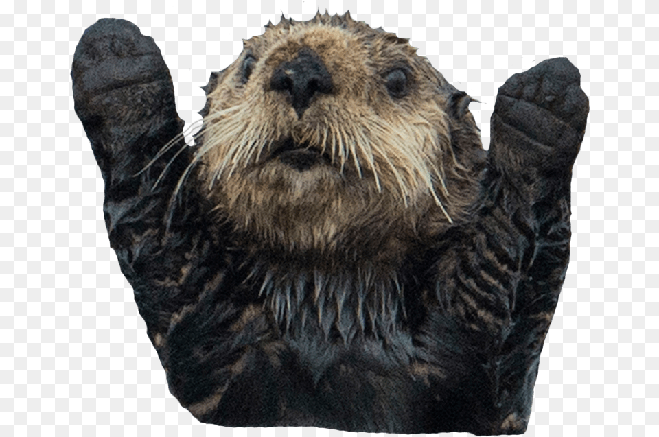 Otter Background Image Otter, Animal, Bear, Mammal, Wildlife Free Transparent Png