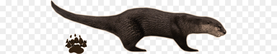 Otternorthamericanriver Jimmyzhoopz Zoo Tycoon 2 Otter, Animal, Mammal, Wildlife, Fish Free Transparent Png