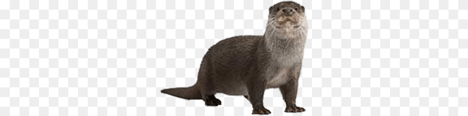 Otters Transparent Say Otter In Spanish, Animal, Mammal, Wildlife, Rat Png Image