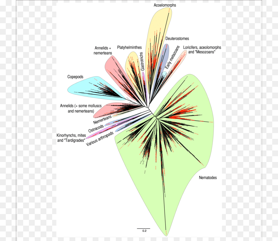 Otus Unassigned Using Blast Are Named In Red Taxon, Art, Graphics, Flower, Plant Png Image