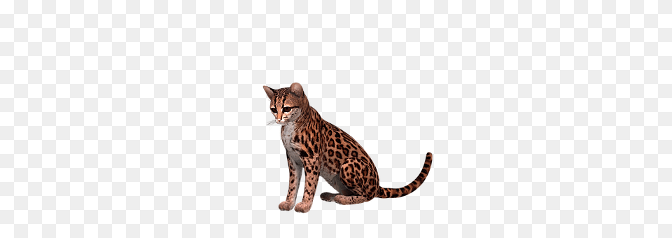 Otzelot Animal, Mammal, Ocelot, Wildlife Free Png Download