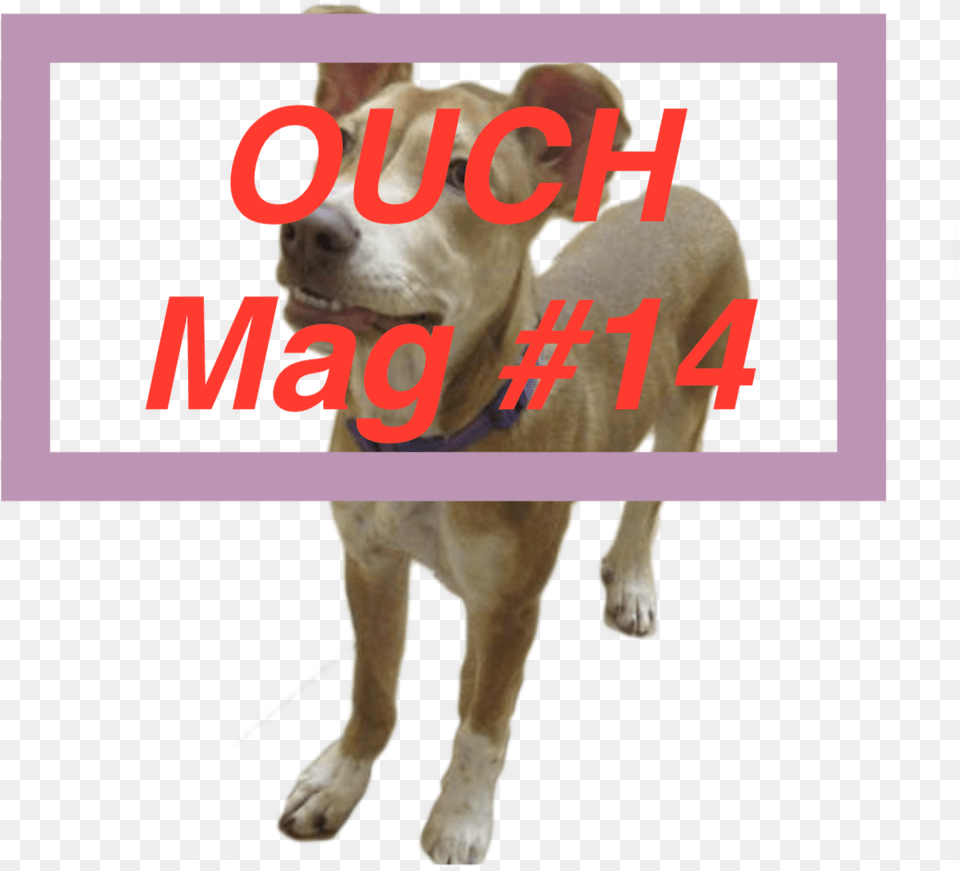 Ouch Mag 14 By Spacehouse Collar, Animal, Canine, Dog, Mammal Free Png Download