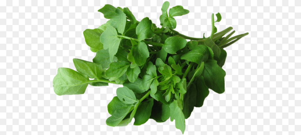 Ounce Health Benefit Of Watercress, Herbal, Herbs, Plant, Leaf Png