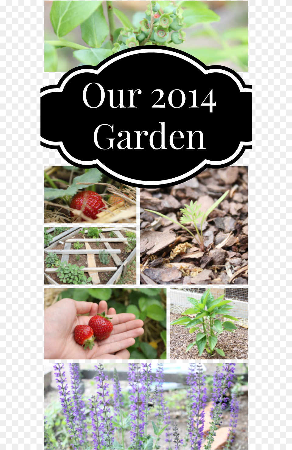 Our 2014 Garden Challenges, Strawberry, Berry, Produce, Food Free Png