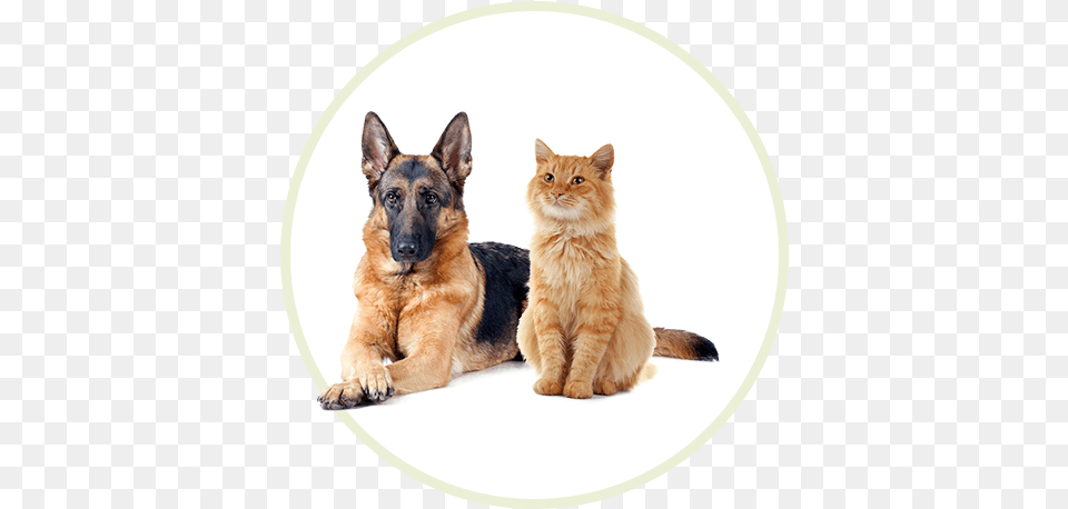 Our Animals Are The Ones Listed At Sanilac County Humane German Shepherd Sniffer Dog, Animal, Canine, German Shepherd, Mammal Png Image