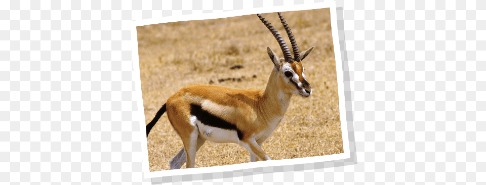 Our Animals Thomson39s Gazelle, Animal, Antelope, Mammal, Wildlife Png Image