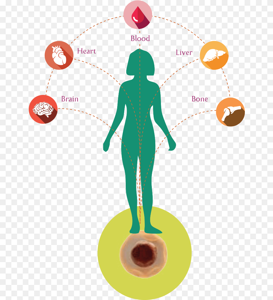 Our Body S Stem Cells Which Are Similar To A Seed Of Stem Cells, Adult, Person, Woman, Female Free Png Download