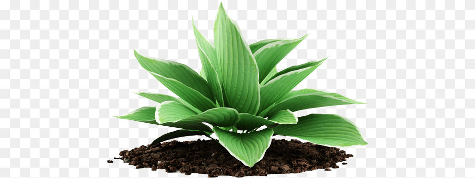Our Clients Love Us Illustration, Leaf, Plant, Green, Potted Plant Png Image
