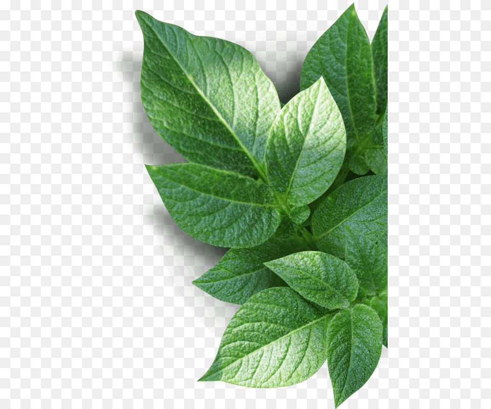 Our Community Houseplant Houseplant, Herbs, Leaf, Plant, Mint Free Png
