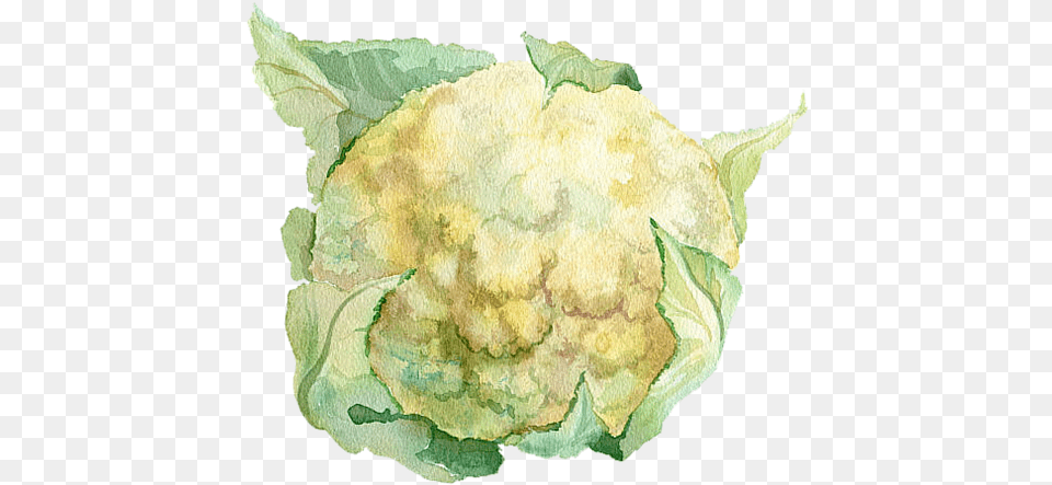 Our Crust Ethanu0027s Cauliflower Watercolor Vegetables, Food, Plant, Produce, Vegetable Free Png