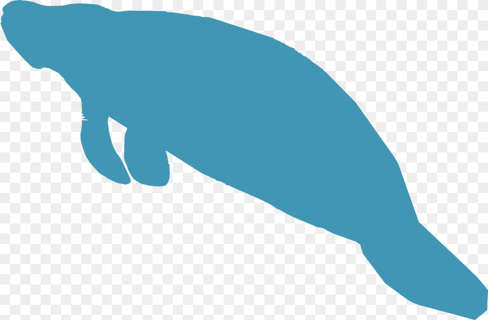 Our Curriculum, Animal, Mammal, Manatee, Baby Png Image