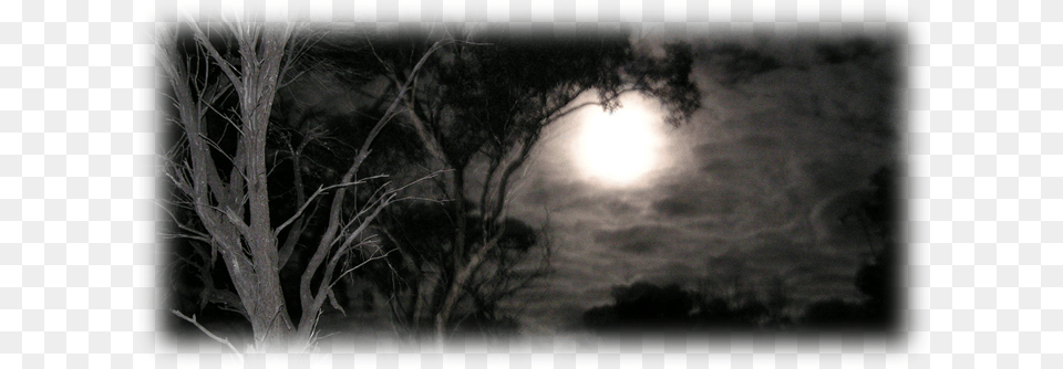 Our Dead Woods Forest Is An Outdoor Attraction Surrounded Scary Night Time, Moon, Astronomy, Outdoors, Full Moon Free Png Download