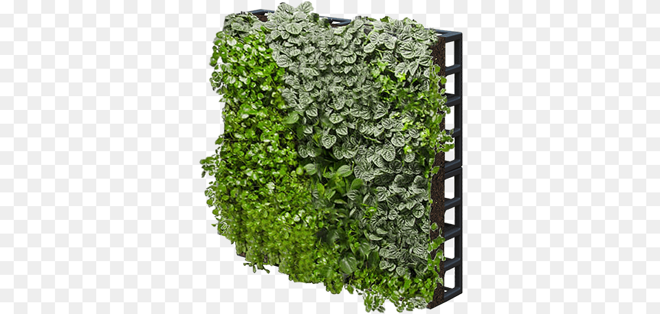 Our Gallery Green Wall, Jar, Plant, Planter, Potted Plant Free Transparent Png