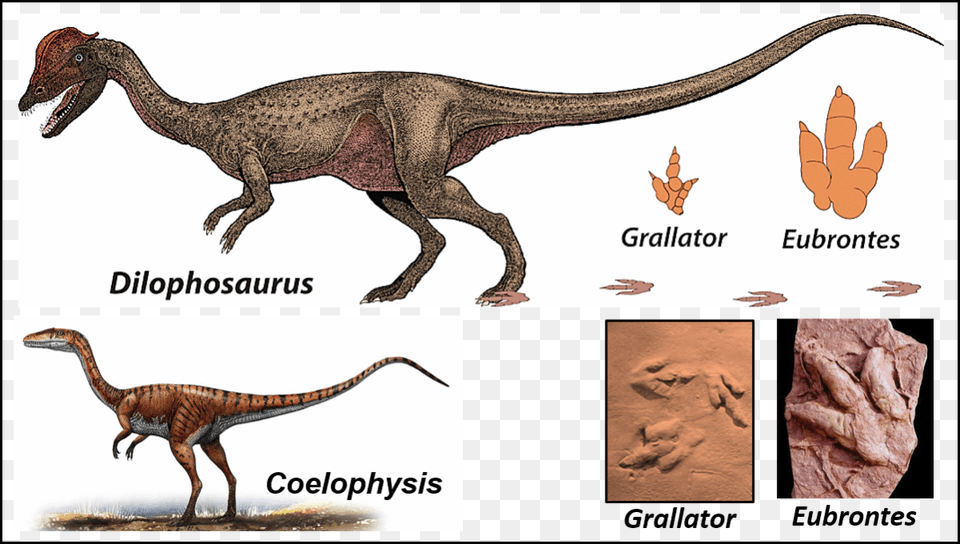 Our Geological Wonderland Geology, Animal, Dinosaur, Reptile, T-rex Png Image