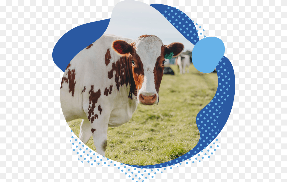 Our Happy Cow Milk Company Hero, Animal, Cattle, Livestock, Mammal Free Transparent Png