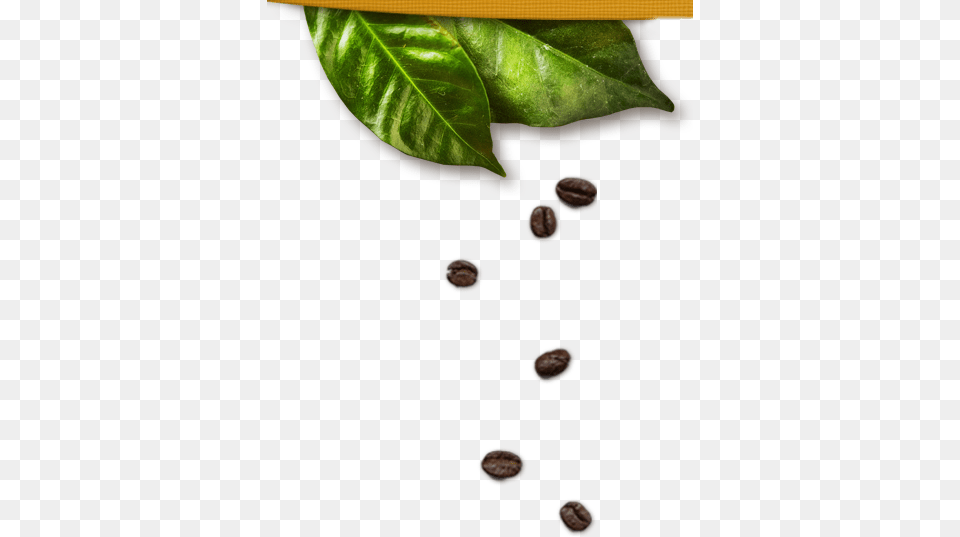 Our History Folha De Caf, Leaf, Plant, Beverage, Coffee Free Png