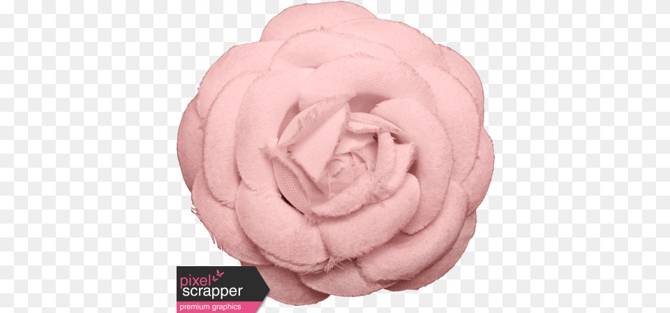Our House Flower Pink Garden Roses, Plant, Rose, Home Decor Free Png
