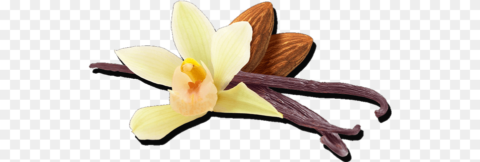Our Ingredients Sprouting, Flower, Plant, Orchid, Daffodil Png