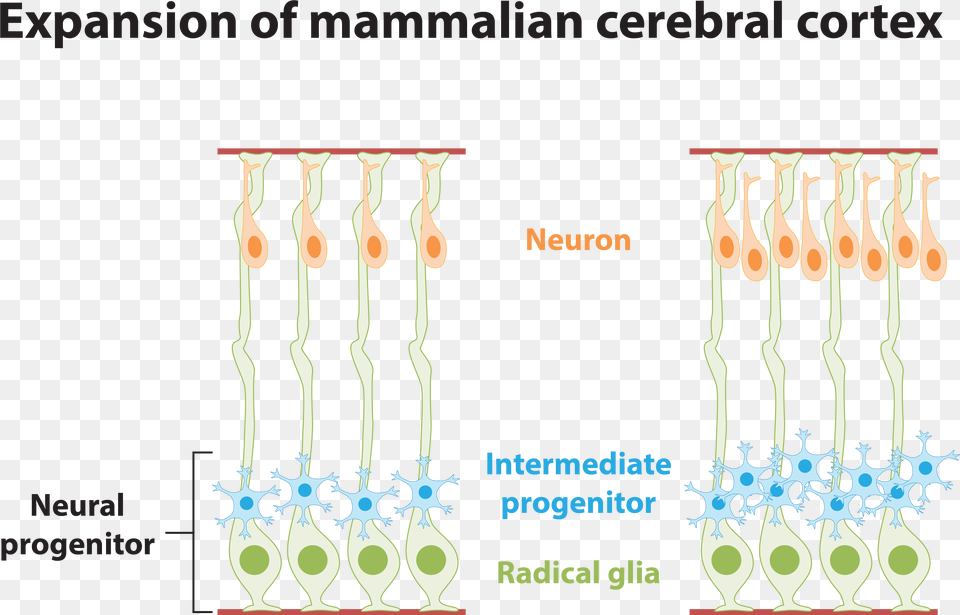 Our Laboratory Investigates The Specific Signaling Baluster, Cutlery, Spoon, Accessories, Earring Free Png