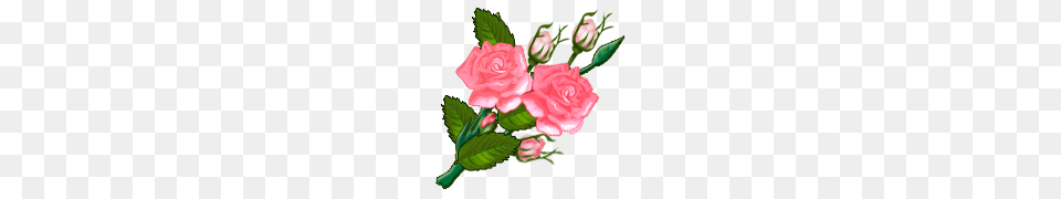 Our Lady Of Fatima Womens Group, Carnation, Flower, Plant, Rose Free Transparent Png