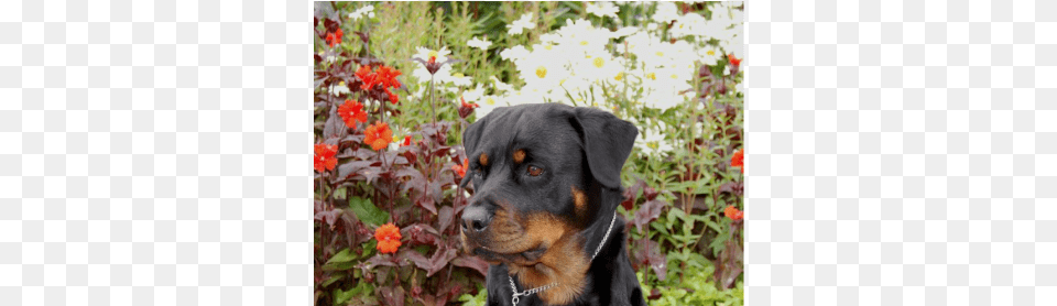 Our Latest And Greatest News Rottweiler, Petal, Plant, Geranium, Flower Png