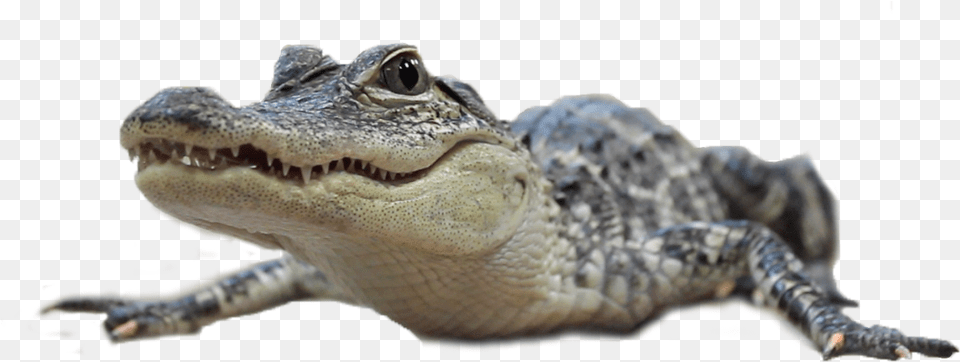 Our Memberships American Crocodile, Animal, Lizard, Reptile Free Png
