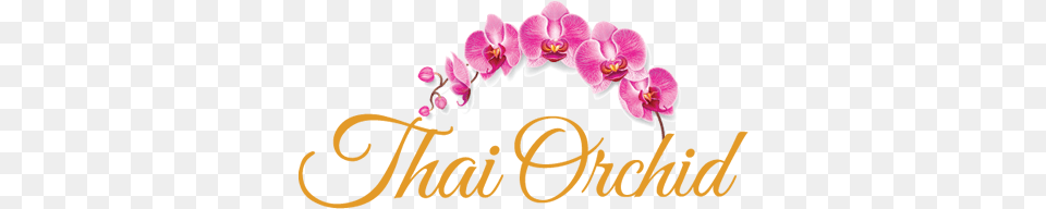 Our Menu Thai Orchid, Flower, Plant Free Png