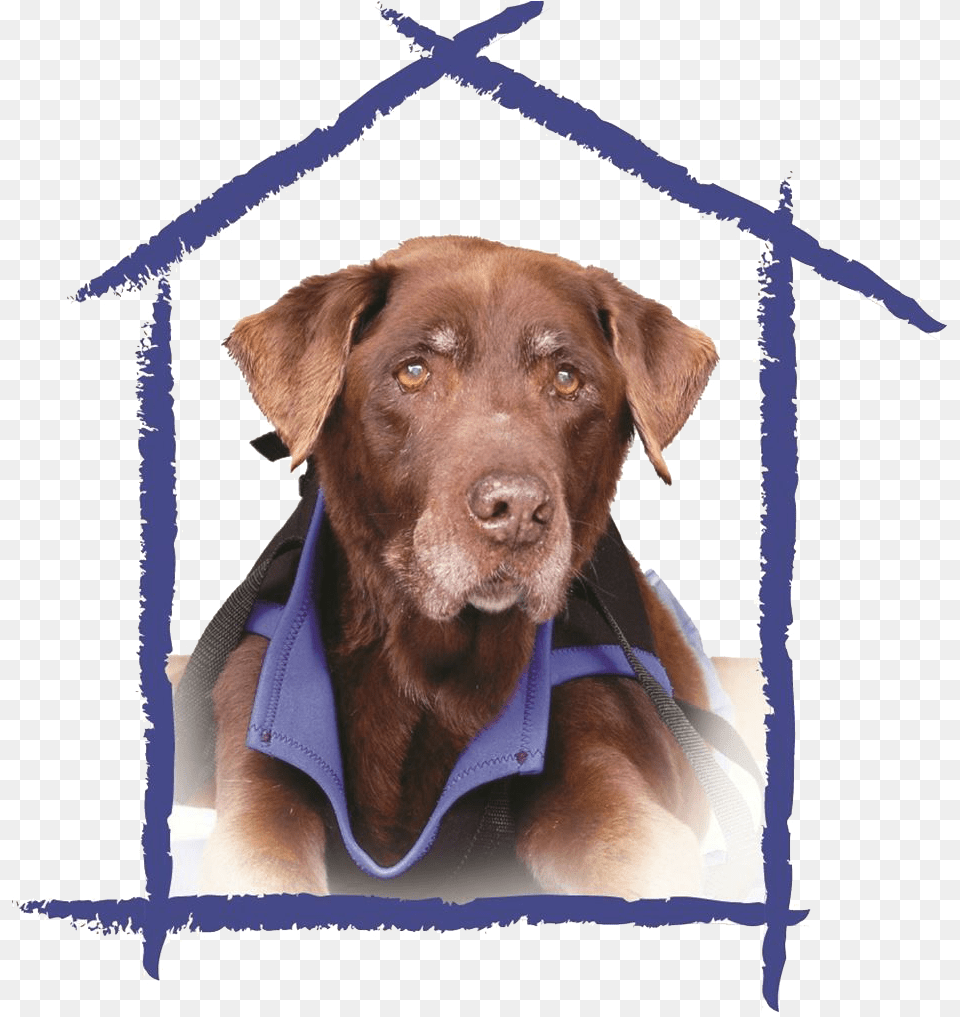 Our Mission Marty39s Place, Animal, Canine, Dog, Labrador Retriever Free Transparent Png