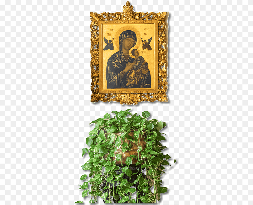 Our Mother Of Perpetual Help, Potted Plant, Plant, Leaf, Adult Png Image