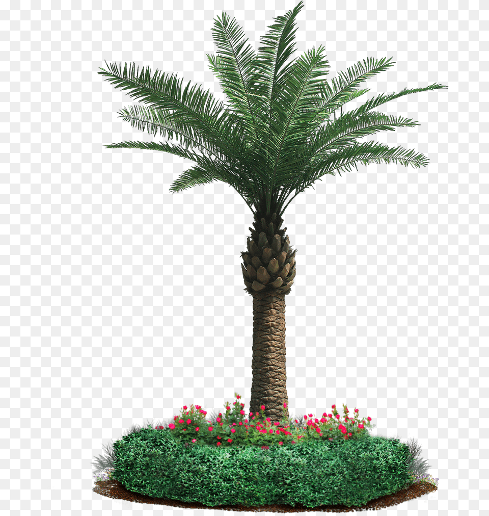 Our Motto Is Leaf It To Us And It Holds The Companyquots Date Palm Tree Craft, Palm Tree, Plant, Potted Plant, Vegetation Free Transparent Png