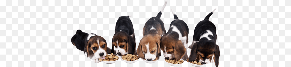 Our Pet Food Contains Exclusive Ingredients Which Have Food Habits Of A Dog, Animal, Canine, Hound, Mammal Png