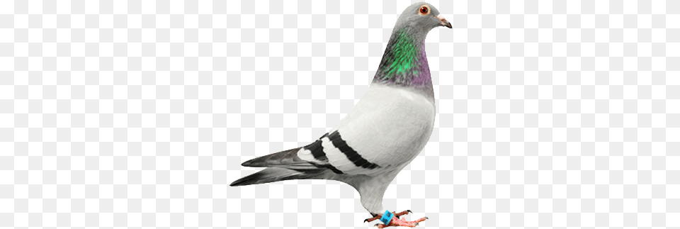 Our Pigeons Duif, Animal, Bird, Pigeon, Dove Png
