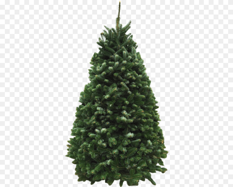 Our Products For The Christmas Tree Fundraiser Boreal Conifer, Fir, Pine, Plant, Christmas Decorations Free Png