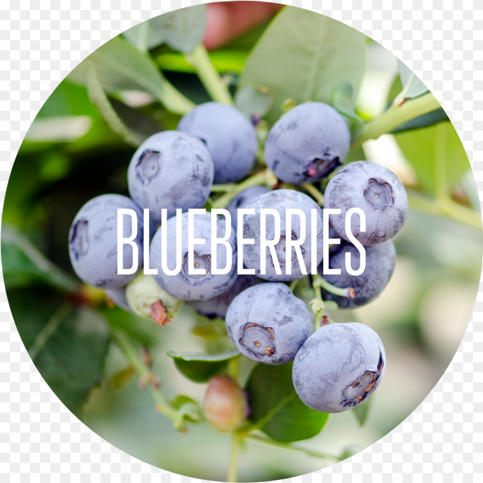 Our Products Jpeg, Berry, Blueberry, Food, Fruit Free Png Download