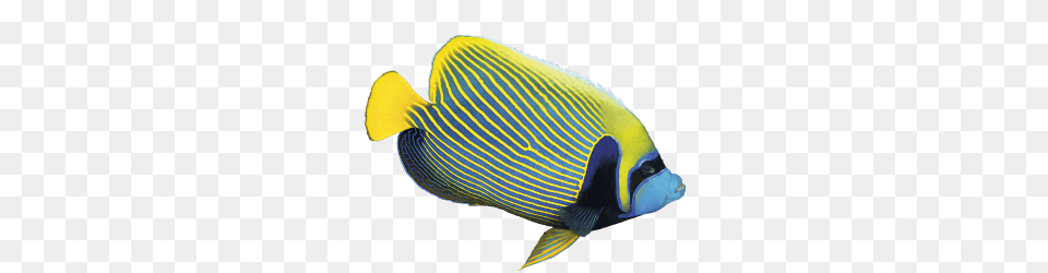 Our Projects, Angelfish, Animal, Fish, Sea Life Free Png Download