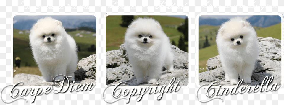 Our Puppies Leaving For The New Homes Pomeranian Free Transparent Png