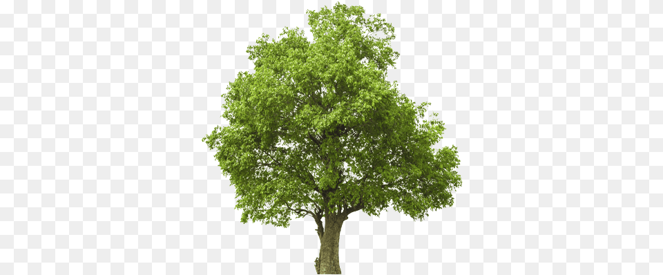 Our Scope Of Work Is Specializing In An Organic Based Tree Full Big, Oak, Plant, Sycamore, Tree Trunk Free Png Download