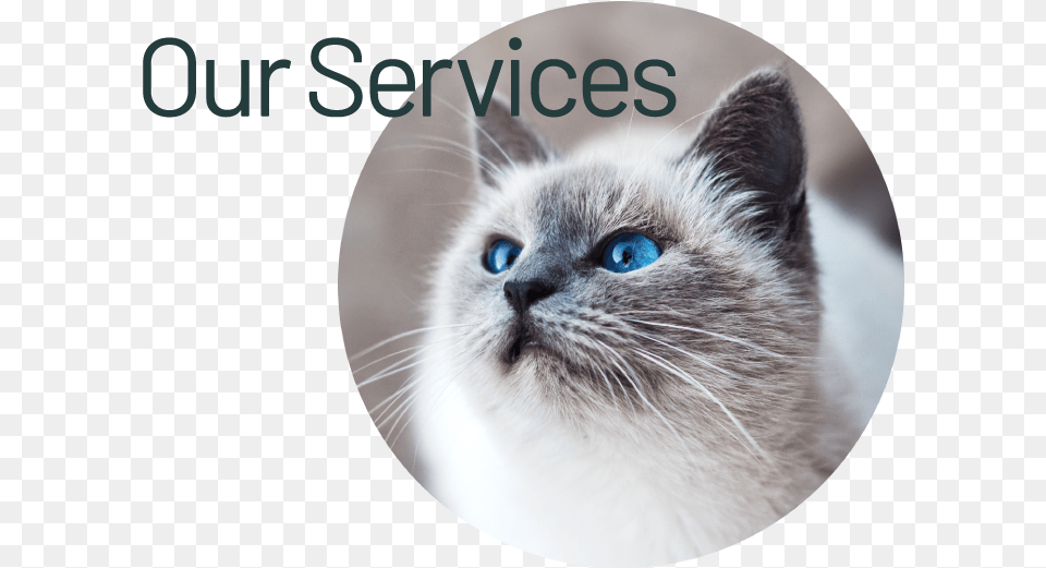 Our Services U2013 Highland Animal Hospital Cat, Mammal, Pet, Siamese Free Png Download