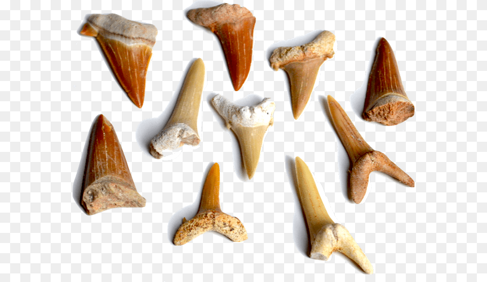 Our Sharks Marine Invertebrates, Animal, Invertebrate, Sea Life, Seashell Png