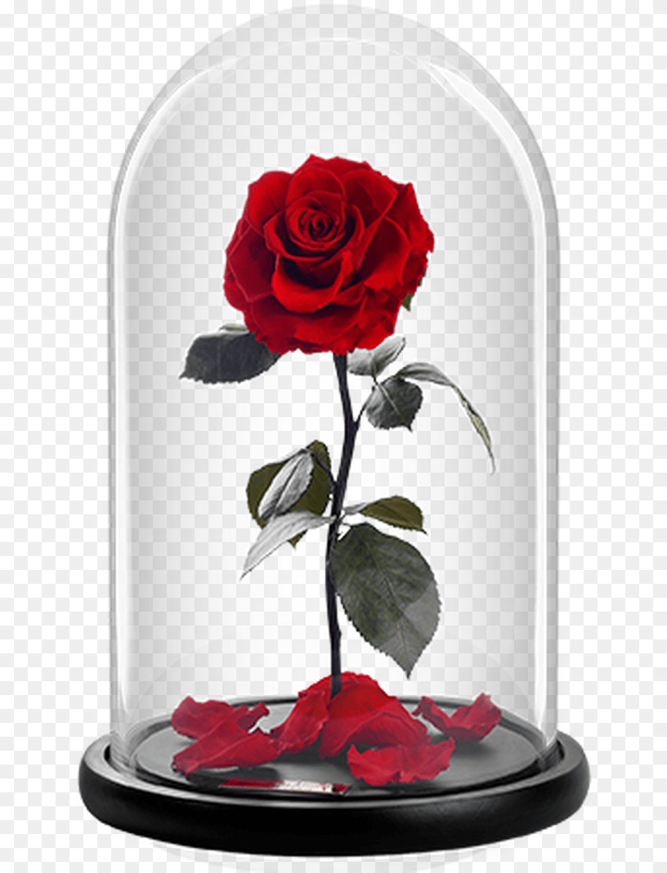 Our Store Real Rose, Flower, Jar, Plant, Flower Arrangement Free Transparent Png