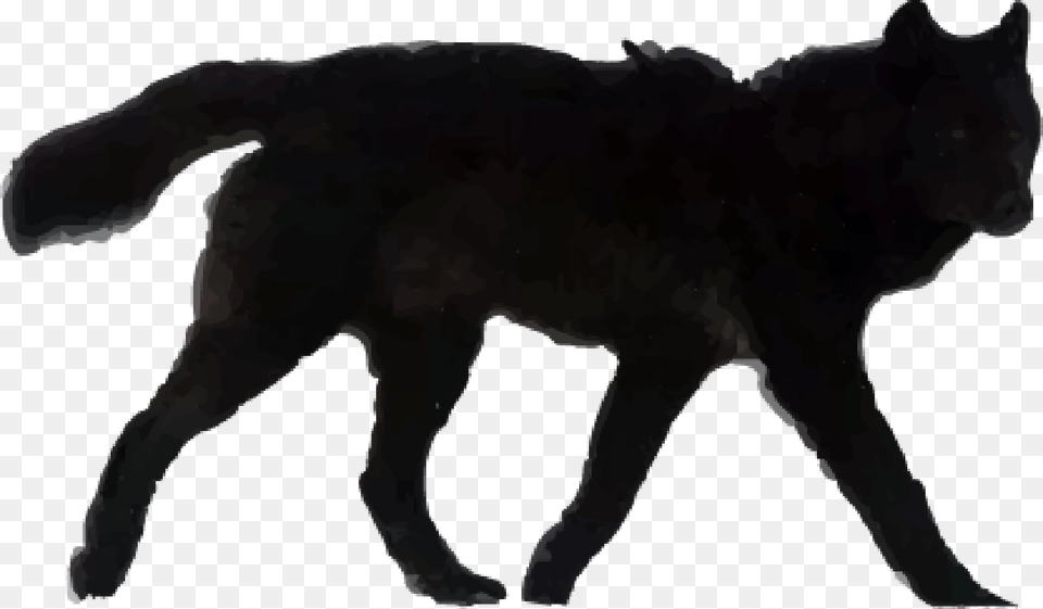 Our Story Black Wolf, Animal, Mammal, Coyote, Person Free Png
