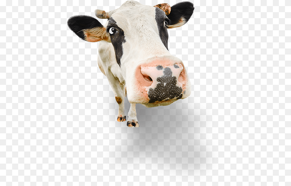 Our Story Too Much Milk, Animal, Cattle, Cow, Livestock Free Transparent Png