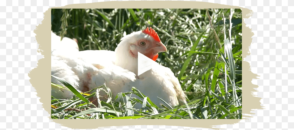 Our Story Video Chicken, Animal, Bird, Fowl, Hen Png Image