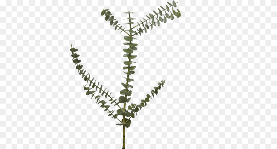 Our Top Favorite Fall Flowers Holex Flower Blog Fern, Grass, Plant, Leaf, Amaranthaceae Free Transparent Png