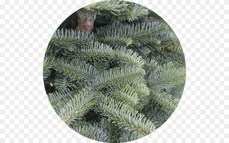 Our Trees2 Christmas Tree, Conifer, Fir, Pine, Plant Free Png