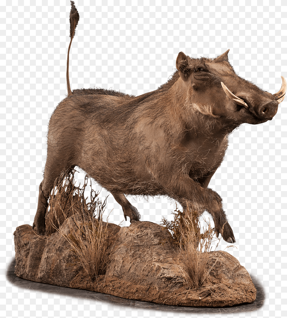 Our Work Animal Figure, Mammal, Pig, Warthog, Wildlife Png Image