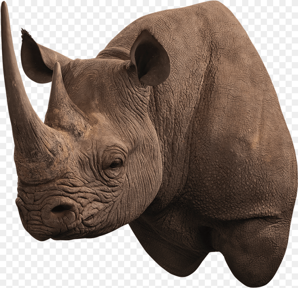 Our Work Black Rhinoceros, Animal, Elephant, Mammal, Rhino Free Transparent Png