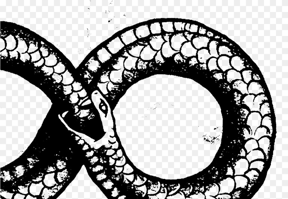 Ouroboros Transparent Crop Snake In 8 Shape, Gray Free Png Download