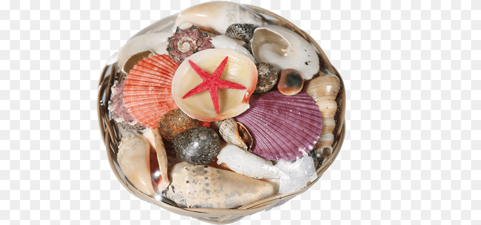Out Of The Blue Muscheln Amp Seestern Im Korb Als, Animal, Clam, Food, Invertebrate Png Image